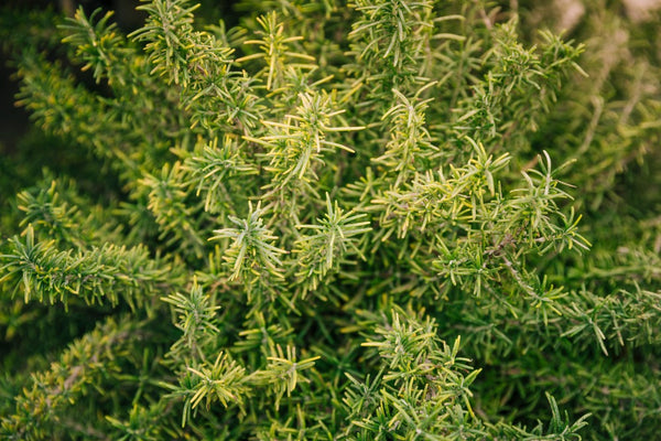3% Rosemary